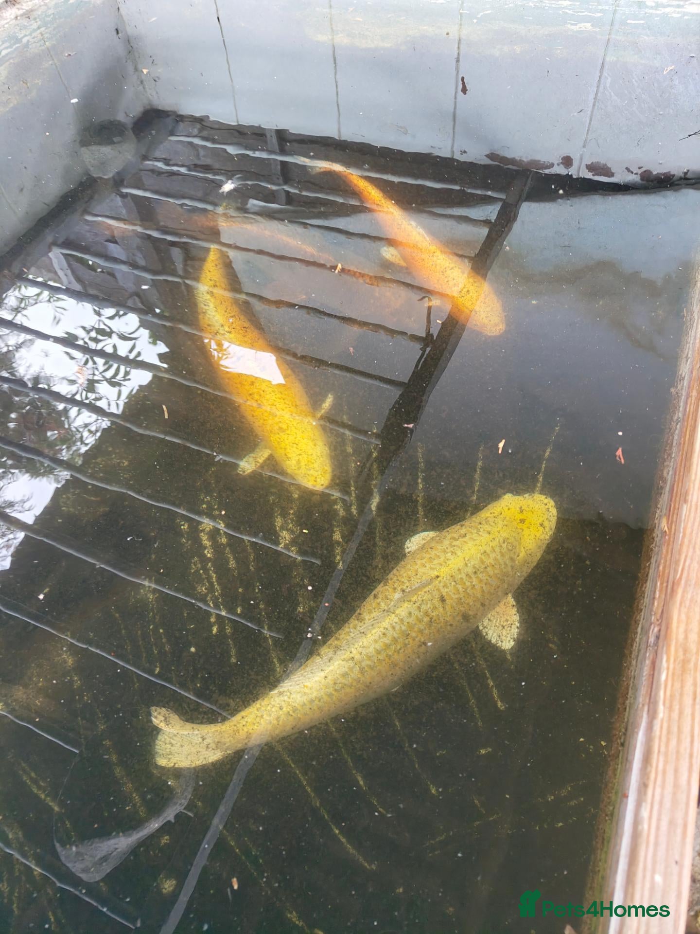 Koi Carp fish 4 X koi fish - Advert 6