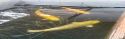 Koi Carp fish for sale: 4 X koi fish in Borehamwood - Advert 1