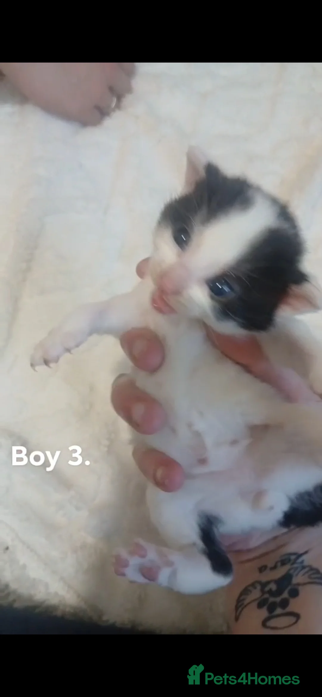 Mixed Breed cats for sale: 5 kittens in Birmingham - Advert 2