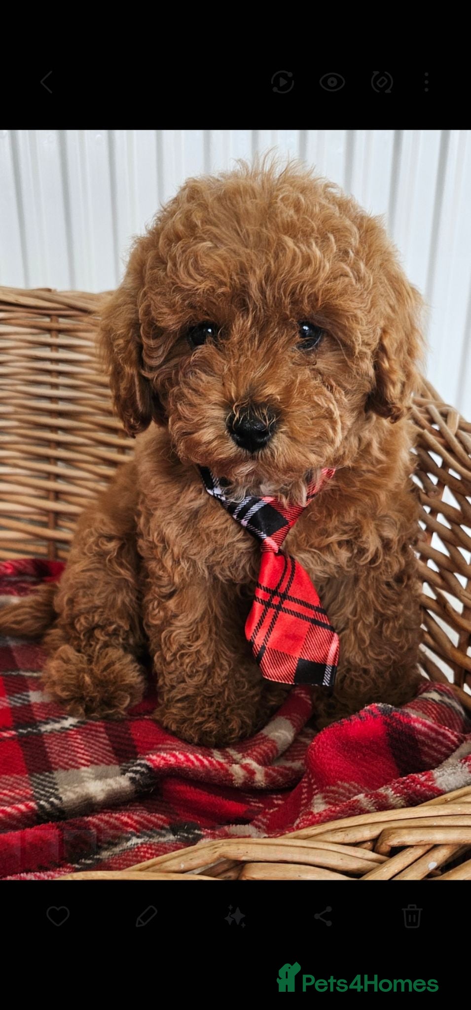 Cavapoo dogs 1 now Ready now fully vet checked report  - Advert 18