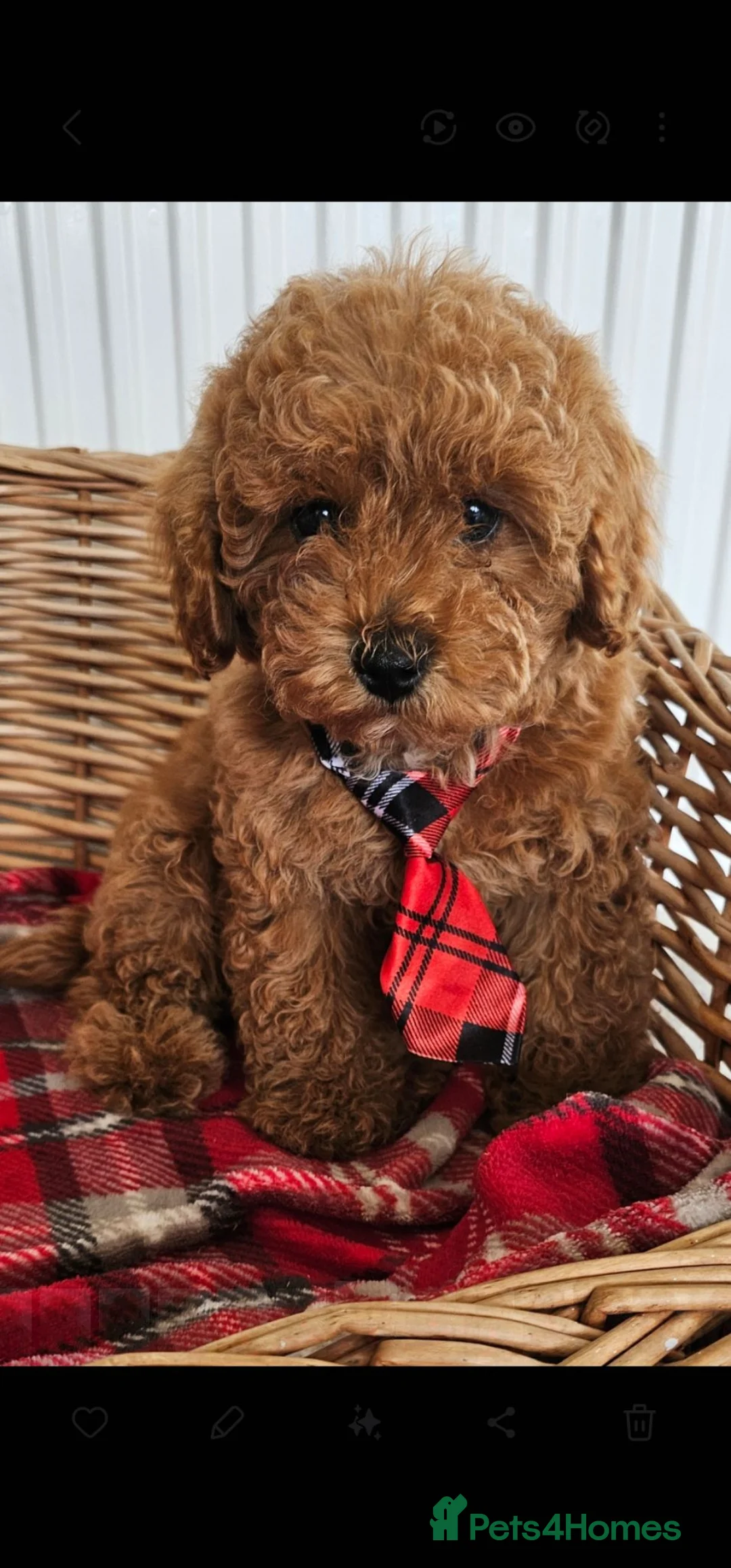 Cavapoo dogs for sale: 1 now Ready now fully vet checked report  - Advert 1