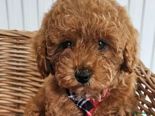 Cavapoo dogs 1 now Ready now fully vet checked report - Advert 18