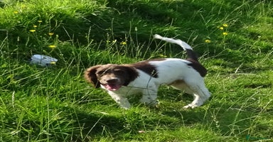 English Springer Spaniel dogs - Advert 8