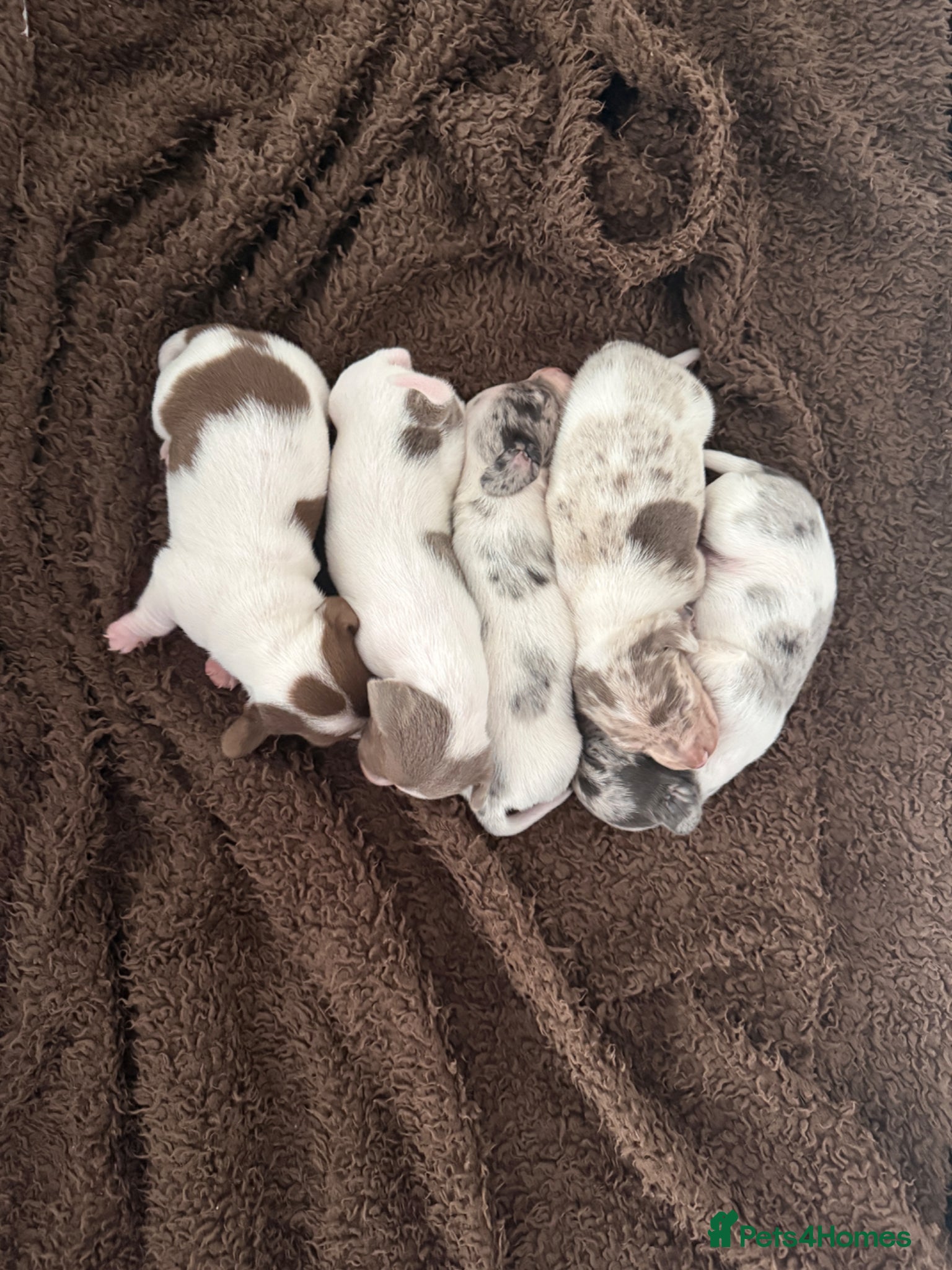 Miniature Dachshund dogs 2 BOY Pied ball miniature dachshunds 🤍 - Advert 17