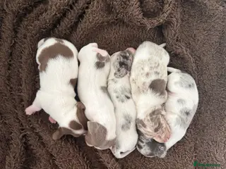 Miniature Dachshund dogs 2 BOY Pied ball miniature dachshunds 🤍 - Advert 17