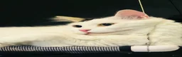 Mixed Breed cats for adoption: Leo and Spike - gentle giants need a cuddly home - Advert 5