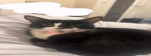 zena