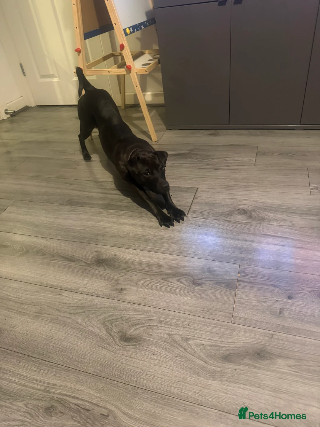 Patterdale Terrier dogs for sale: Roxie  - Advert 2