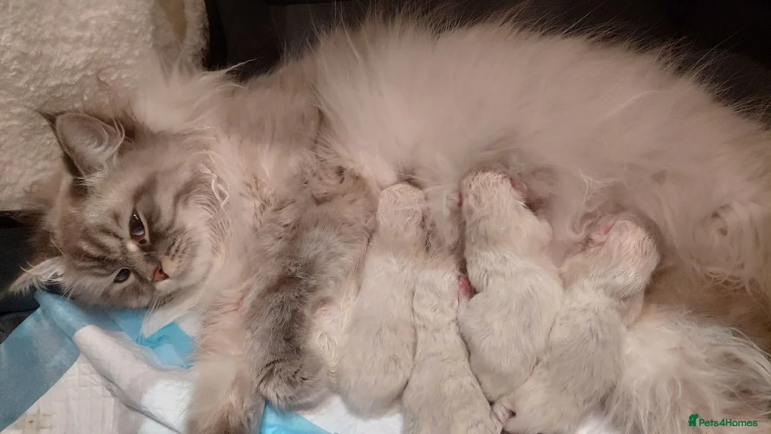 Neva Masquerade cats for sale: Stunning quality Siberian kittens in Slough - Advert 1