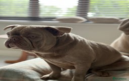 French Bulldog dogs for sale: Full Isabella loving French bulldog - Image 6