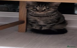 Mixed Breed cats for sale: Tabby cross Begal kitten (9 months) - Image 4