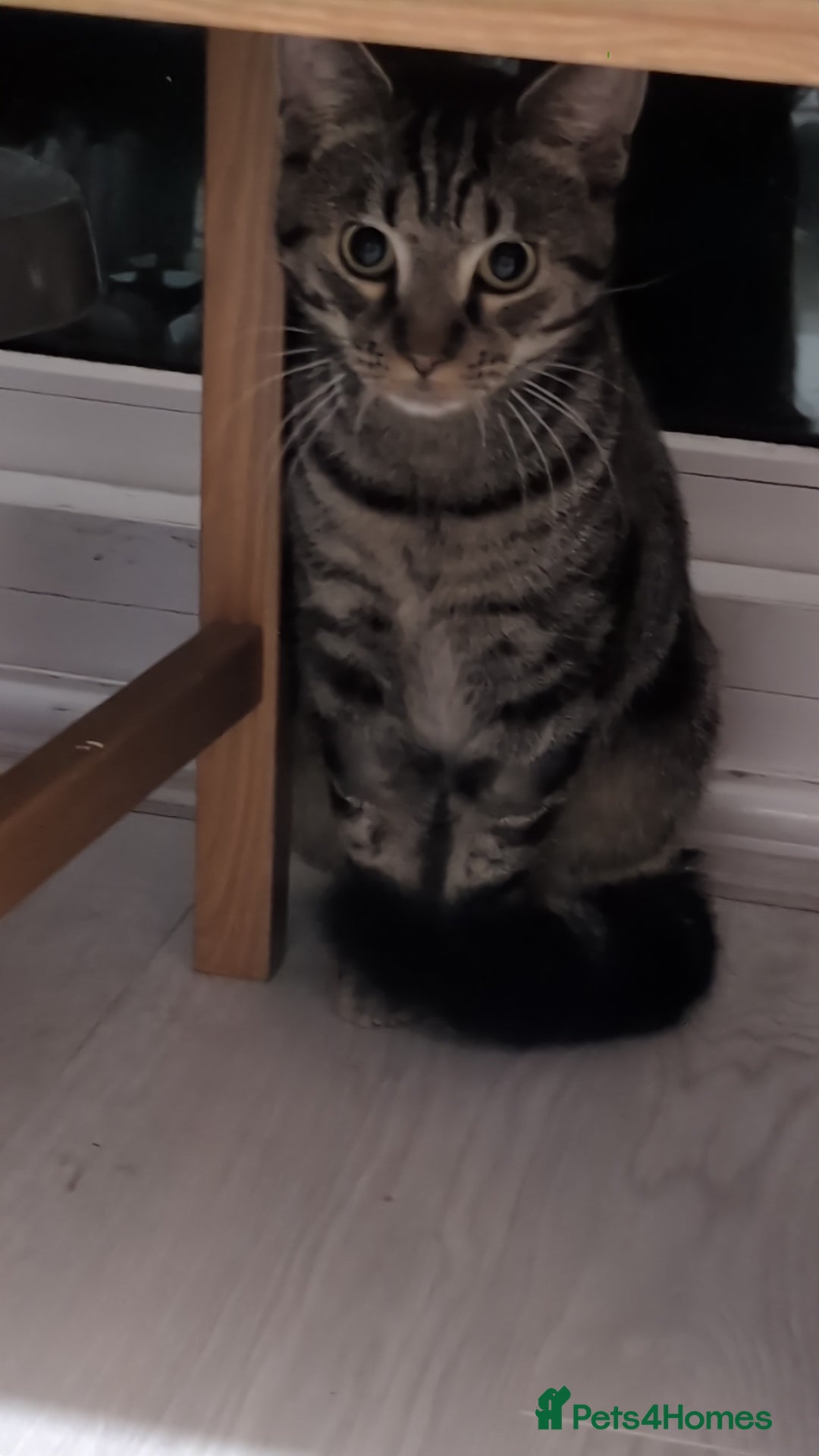 Mixed Breed cats for sale: Tabby cross Begal kitten (9 months) - Image 4