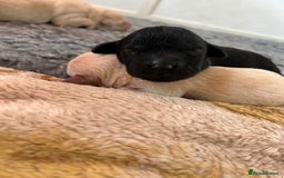 Labrador Retriever dogs for sale: Lucy's Puppies have arrived! - Image 10