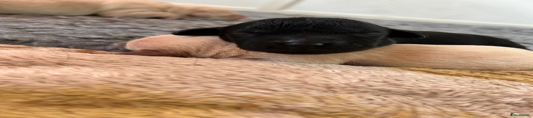Labrador Retriever Puppy 2