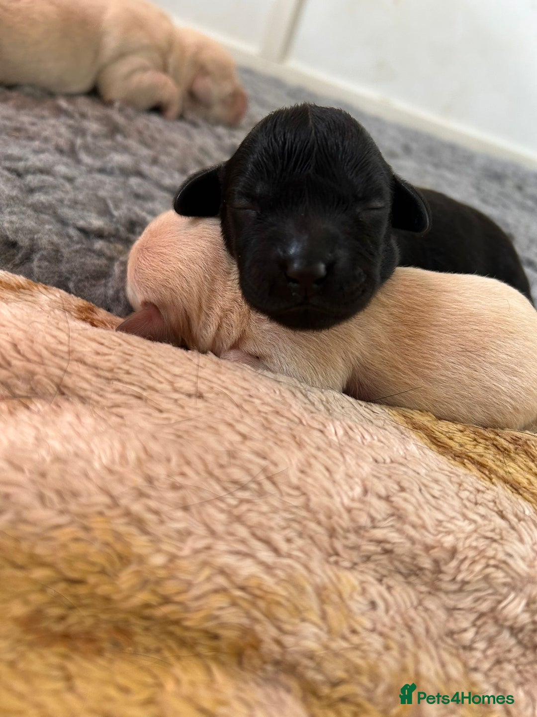Labrador Retriever dogs for sale: Lucy's Puppies have arrived! - Image 10
