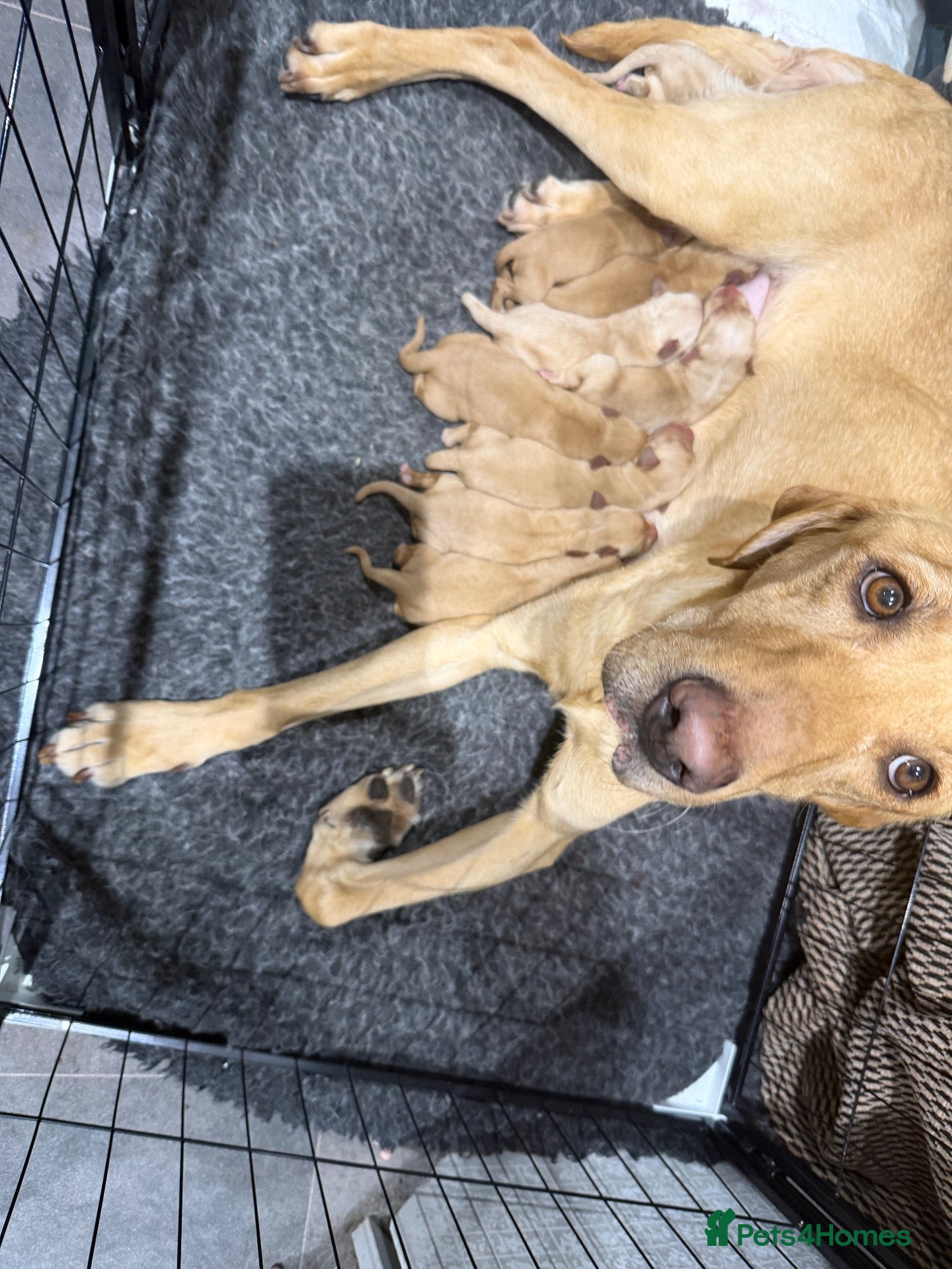 Labrador Retriever dogs KC registered Labradors for sale  - Advert 1
