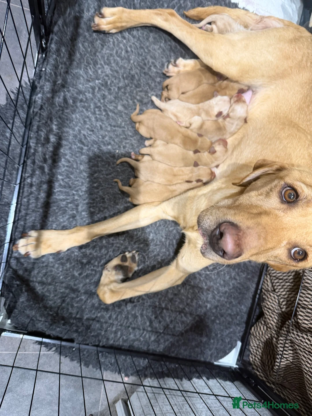 Labrador Retriever dogs for sale: KC registered Labradors for sale  - Advert 1