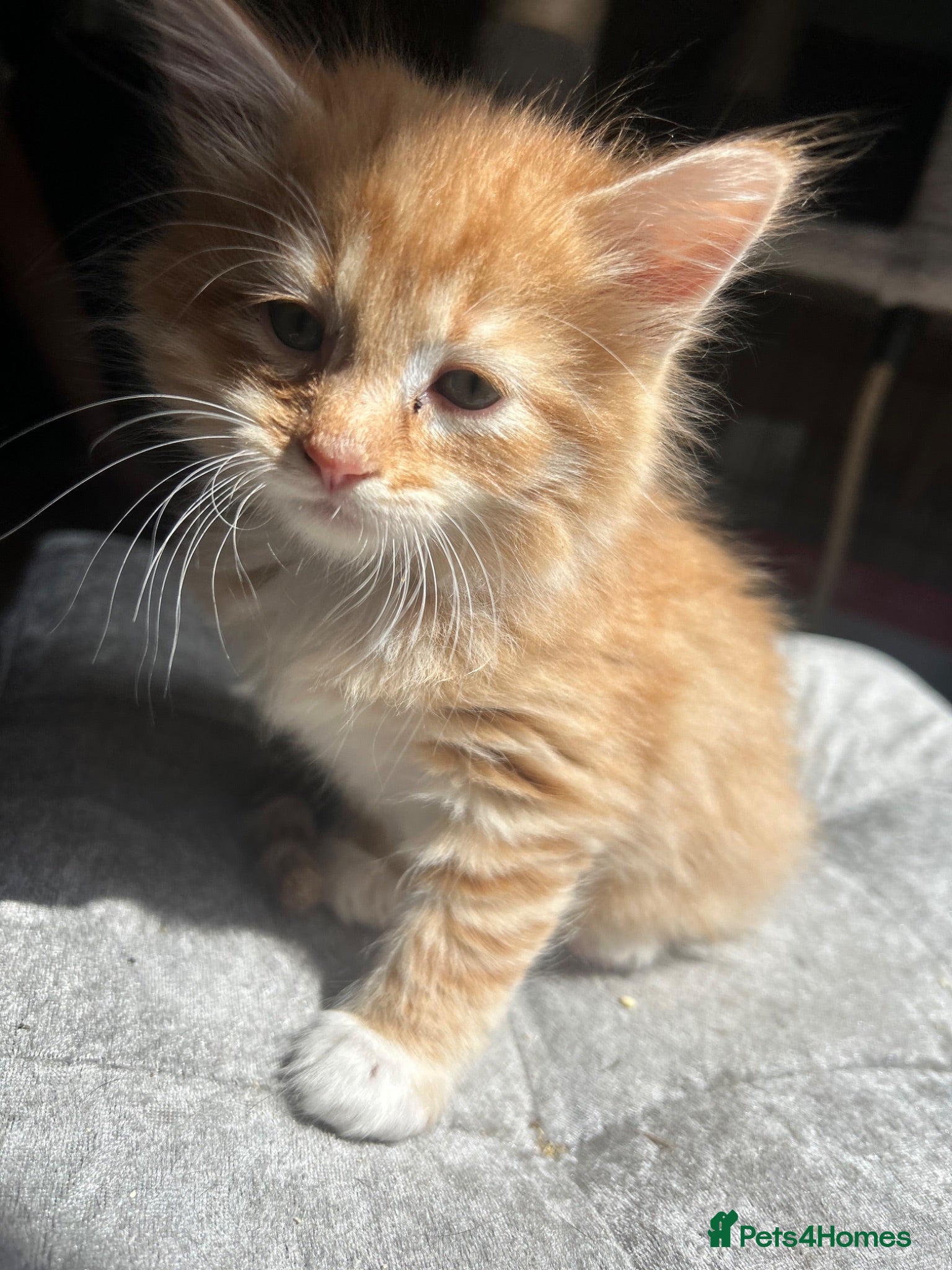 Mixed Breed cats Ragdoll x Siamese x Maine coon ready to leave  - Advert 3