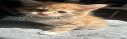 Mixed Breed cats for sale: Ragdoll x Siamese x Maine coon ready to leave  - Advert 1
