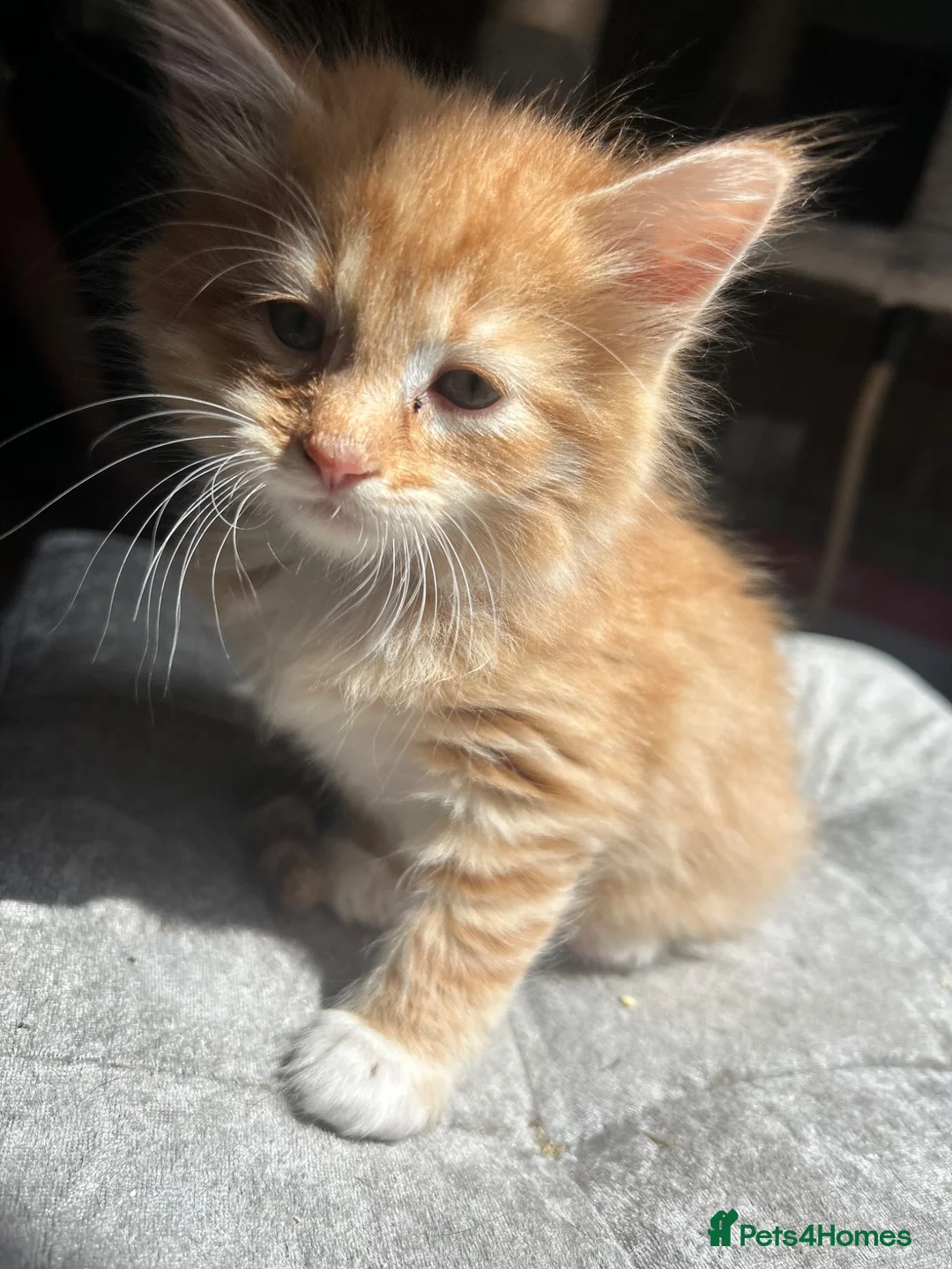 Mixed Breed cats for sale: Ragdoll x Siamese x Maine coon ready to leave  - Advert 1