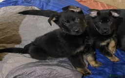 German Shepherd dogs for sale: 2 German Shepherd pups for sale - Image 7