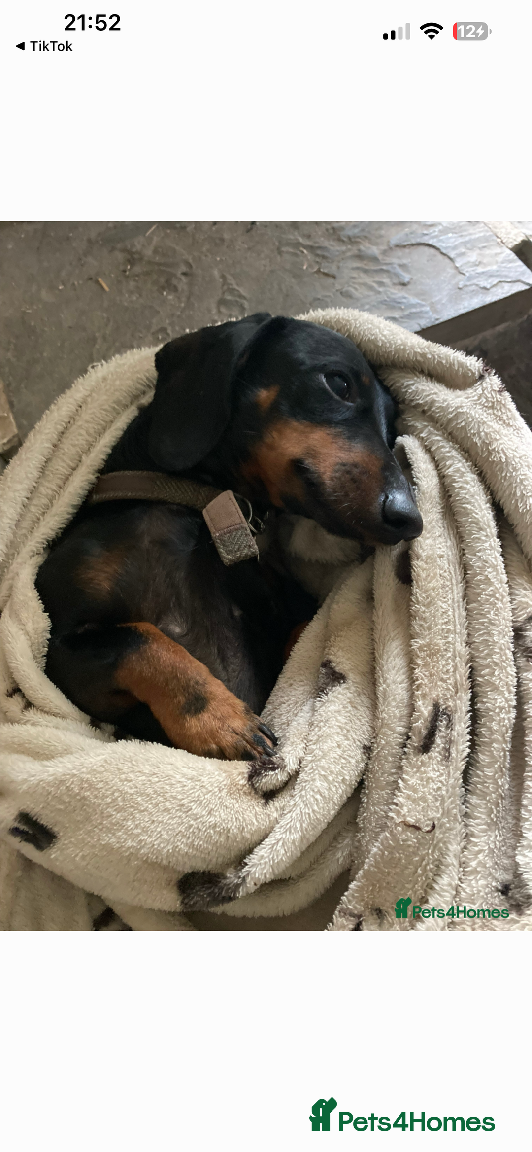 Dachshund dogs for sale: Female dachshund  - Advert 2