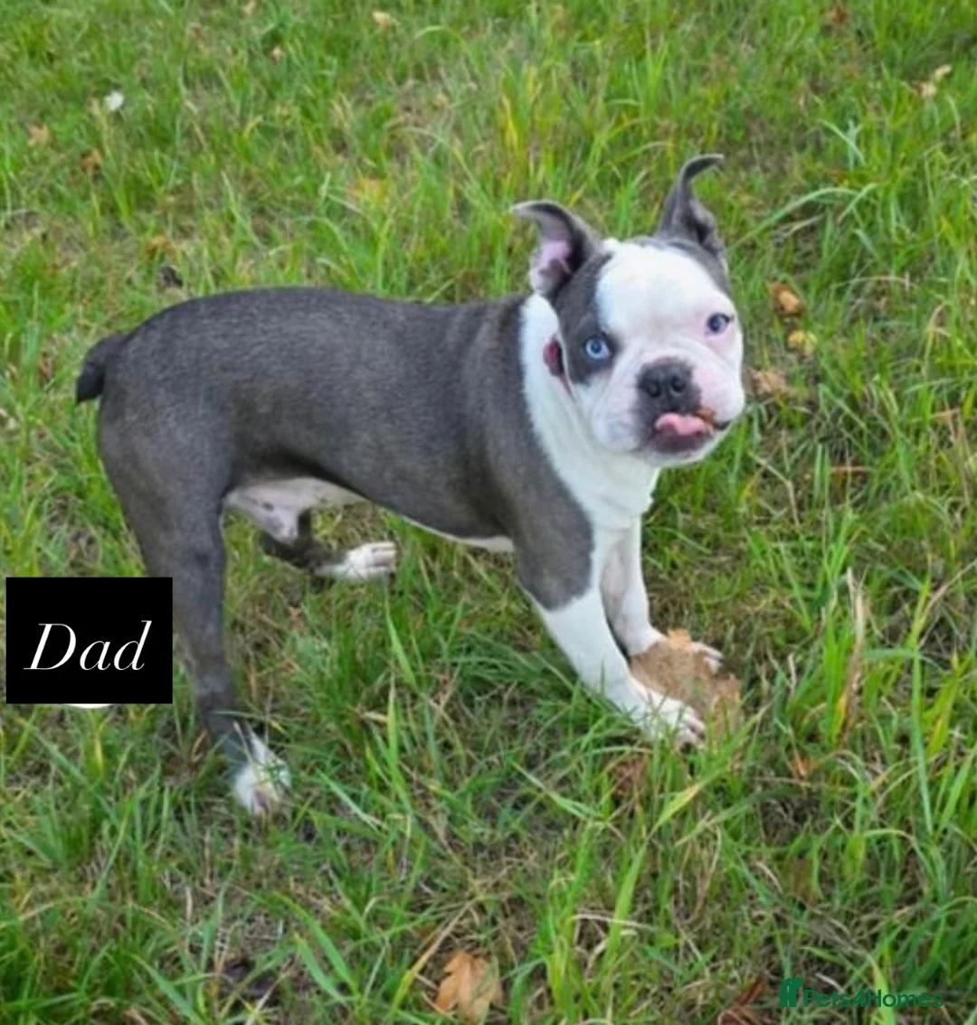 Boston Terrier dogs for sale: Boston Terrier Puppies KC REGISTERED🐶 - Advert 14