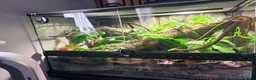 Gecko reptiles for sale: Crested geko and full set up - Advert 4