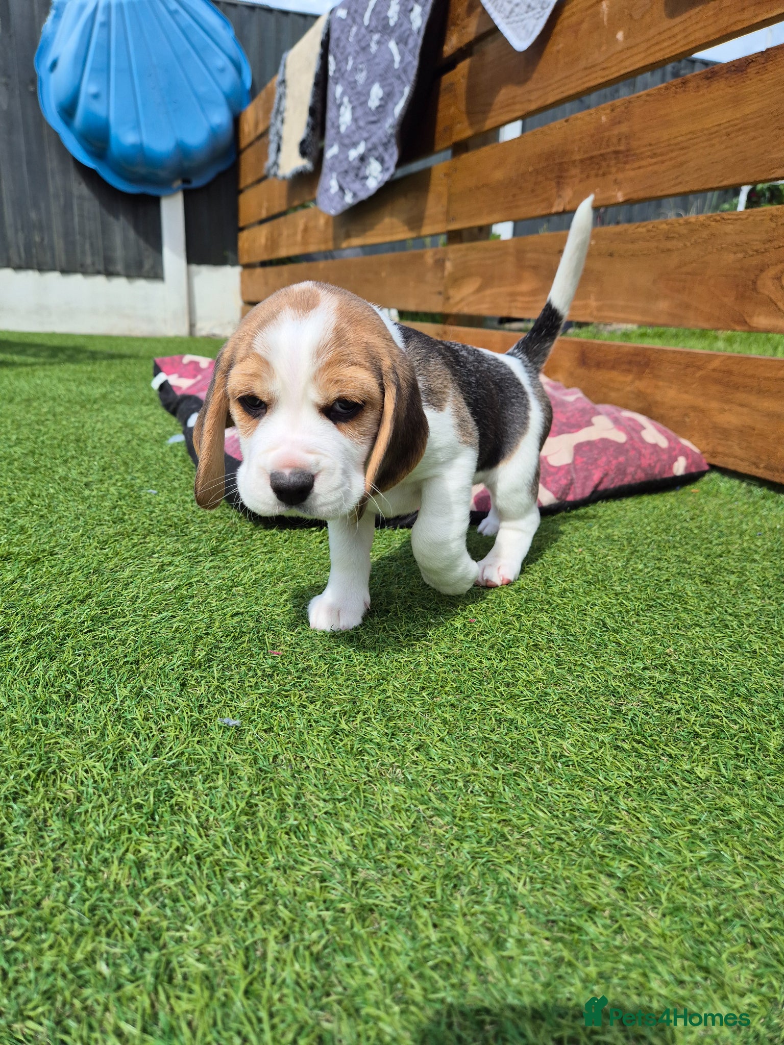 Beagle dogs Kc registered champion show line beagle puppies  - Advert 2