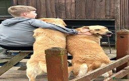 Goldendoodle dogs for sale: STUNNING GOLDEN DOODLES READY NOW - Image 25