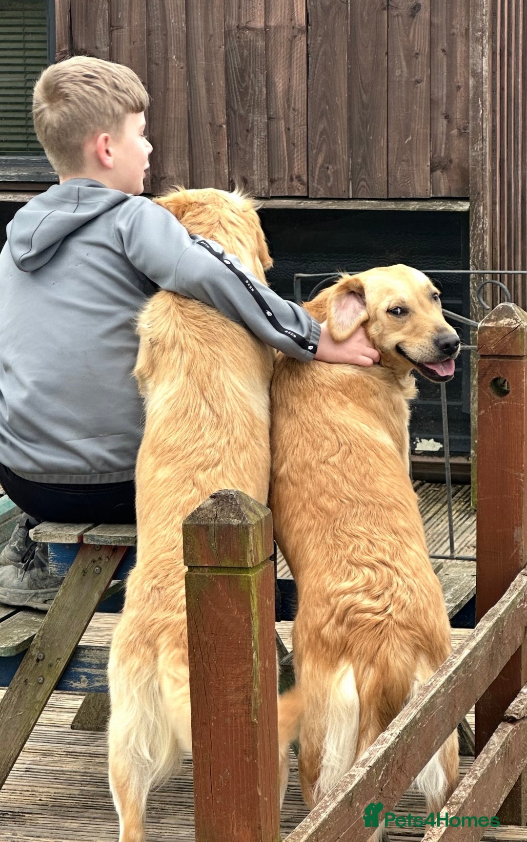 Goldendoodle dogs for sale: STUNNING GOLDEN DOODLES READY NOW - Image 25