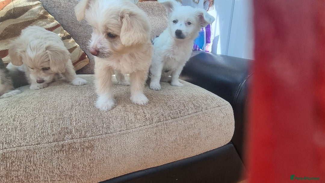 Chinese Crested dogs for sale: 5 beautiful Chinese crested puffs 3 girls 2 boys - Image 28