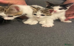 Mixed Breed cats for sale: Gorgeous mixed kittens from European Tabby breed - Image 7