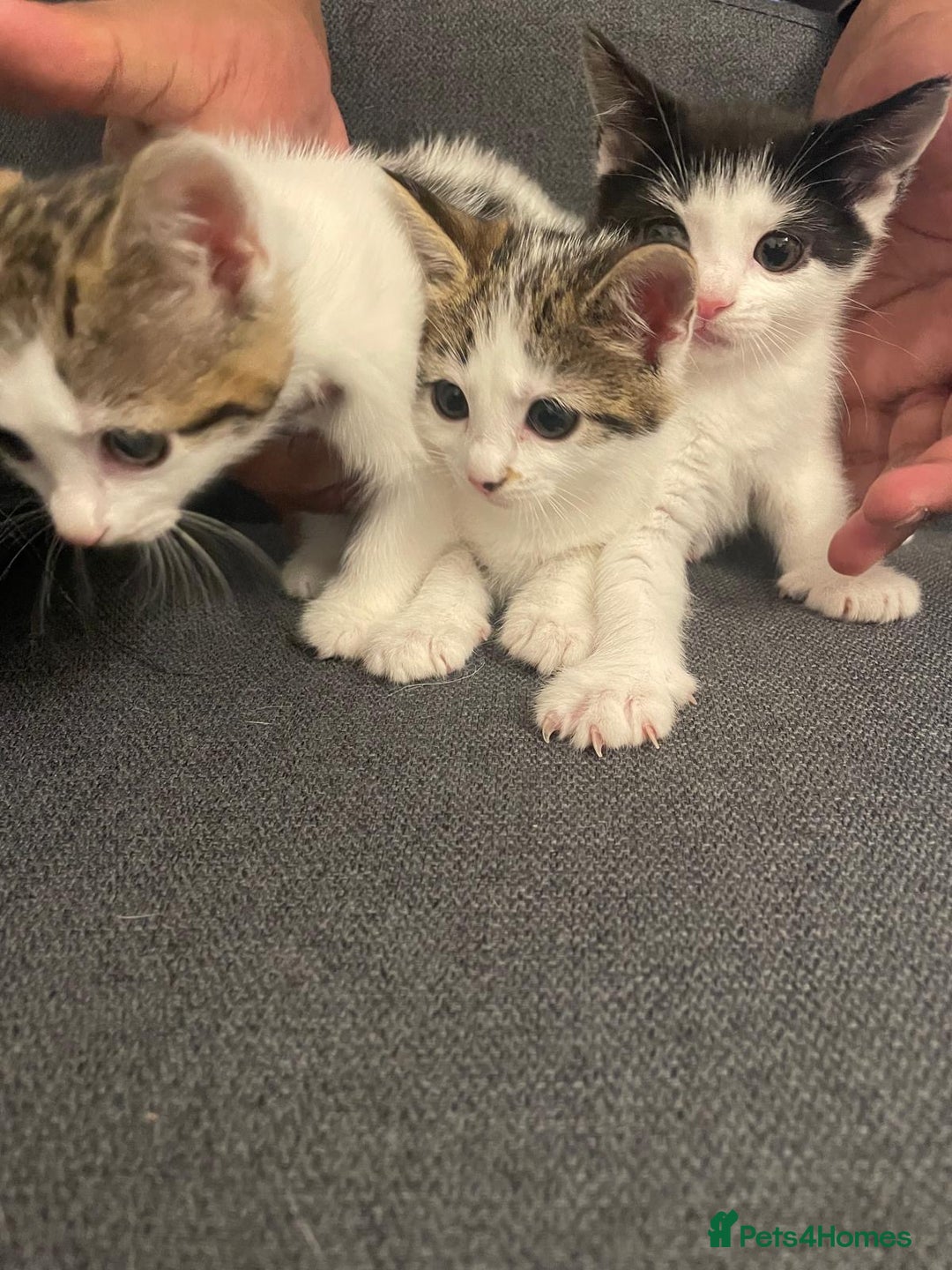 Mixed Breed cats for sale: Gorgeous mixed kittens from European Tabby breed - Image 7