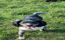 Cocker Spaniel dogs for sale: Kc registered mixed litter - Image 13