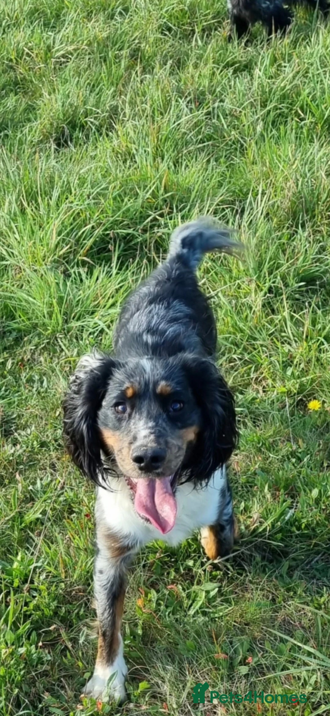 Cocker Spaniel dogs for sale: Kc registered mixed litter - Image 13