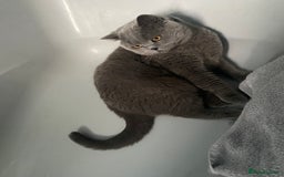 British Shorthair cats for sale: British blue BSH  - Image 9