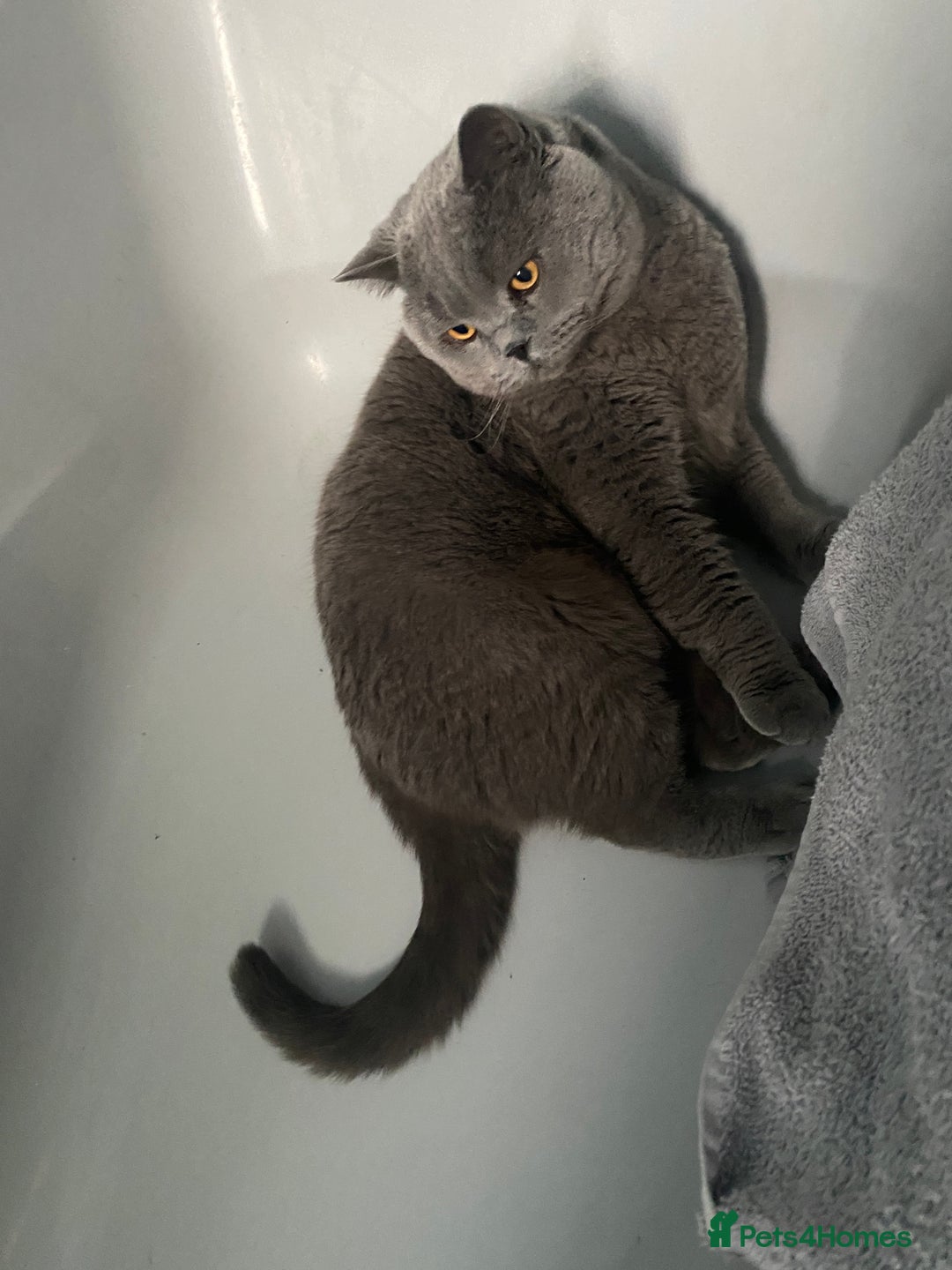 British Shorthair cats for sale: British blue BSH  - Image 9