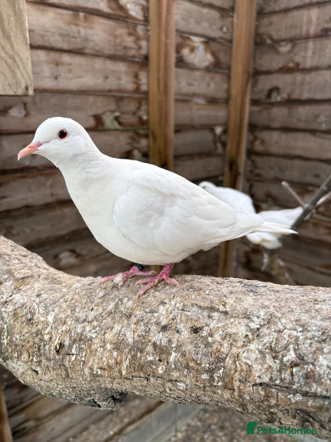 Doves birds for sale: 2025 Closed Rung Java Doves for Sale in Grantham - Advert 2