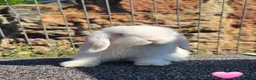 Mini Lop rabbits for sale: Vaccinated Mini Lops  - Advert 4