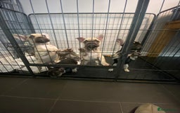 French Bulldog dogs for sale: French bulldog pups  - Image 5