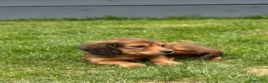 Miniature Dachshund Puppy 6