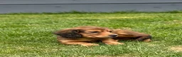 Miniature Dachshund dogs for sale: Mini Long Haired Daschund 2 girls left - Advert 18