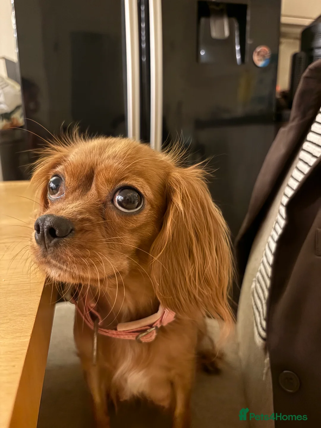 Cavalier King Charles Spaniel dogs for sale: 4 month old male King Charles spaniel for sale - Advert 3