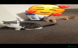 Mixed Breed cats for sale: 2 male ginger and white tabby female for adoption - Image 5