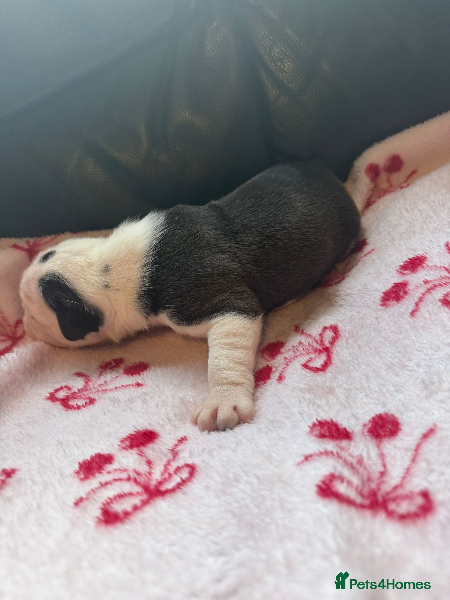 Mixed Breed dogs Old tyme/ old english bulldogs - Advert 5