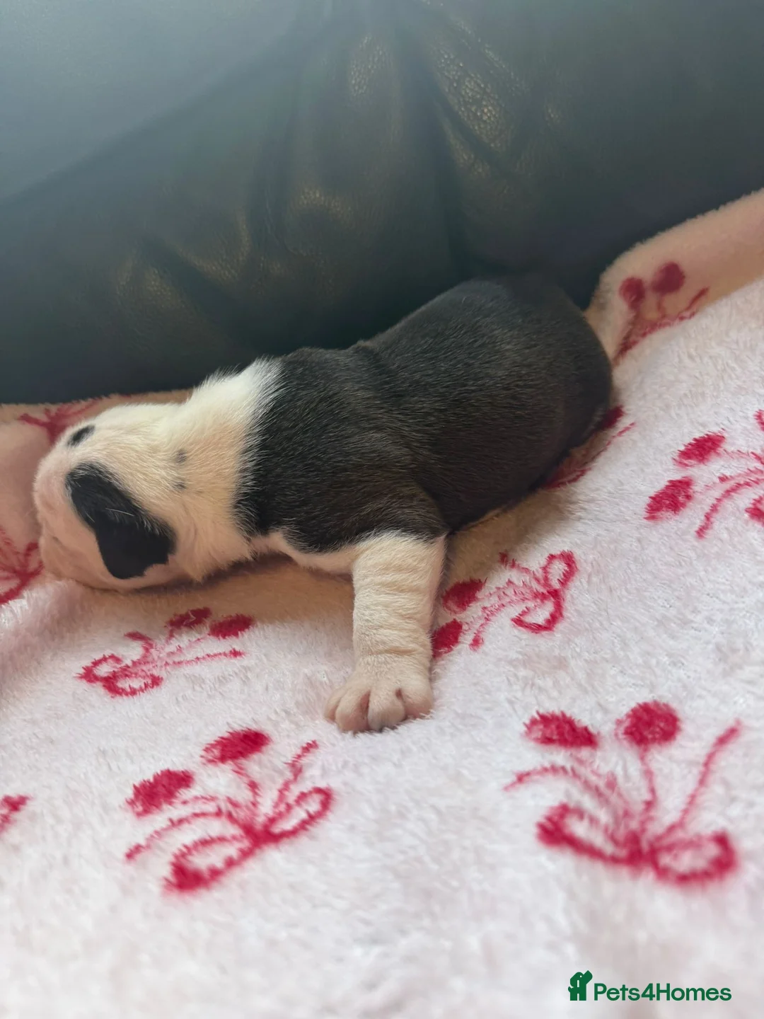 Mixed Breed dogs for sale: Old tyme/ old english bulldogs - Advert 1