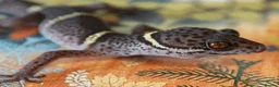 Gecko reptiles for sale: Female Cave Gecko (Goniurosaurus hainanensis) - Advert 1