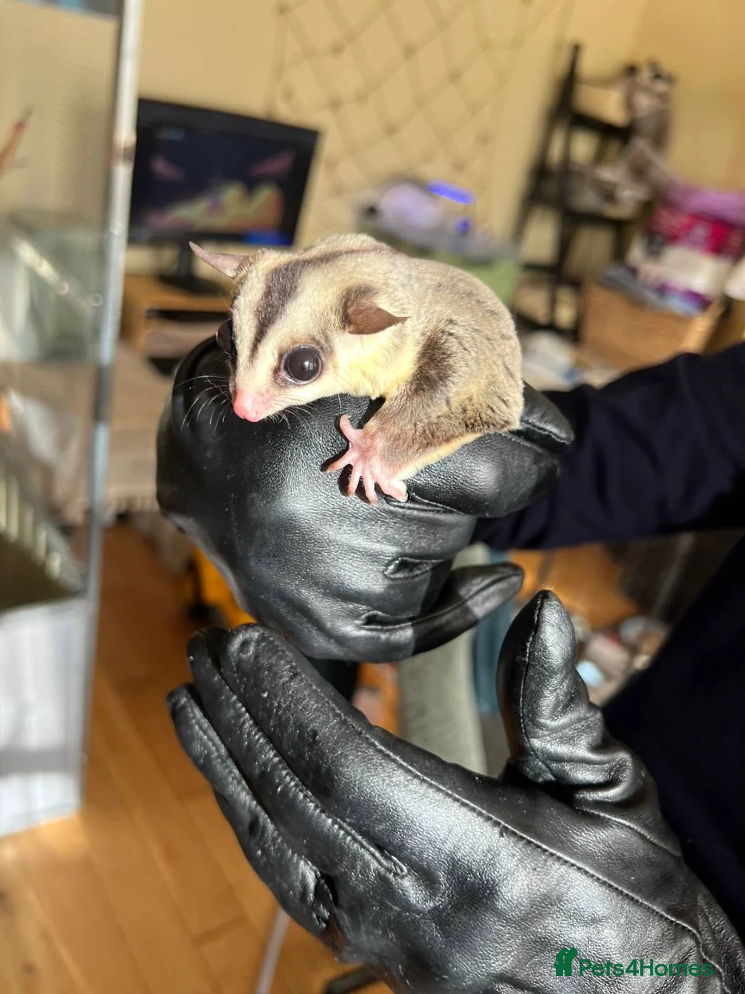 Sugar Glider rodents for sale: ✨ EXCEPTIONAL SUGAR GLIDER CLAN  - Advert 37