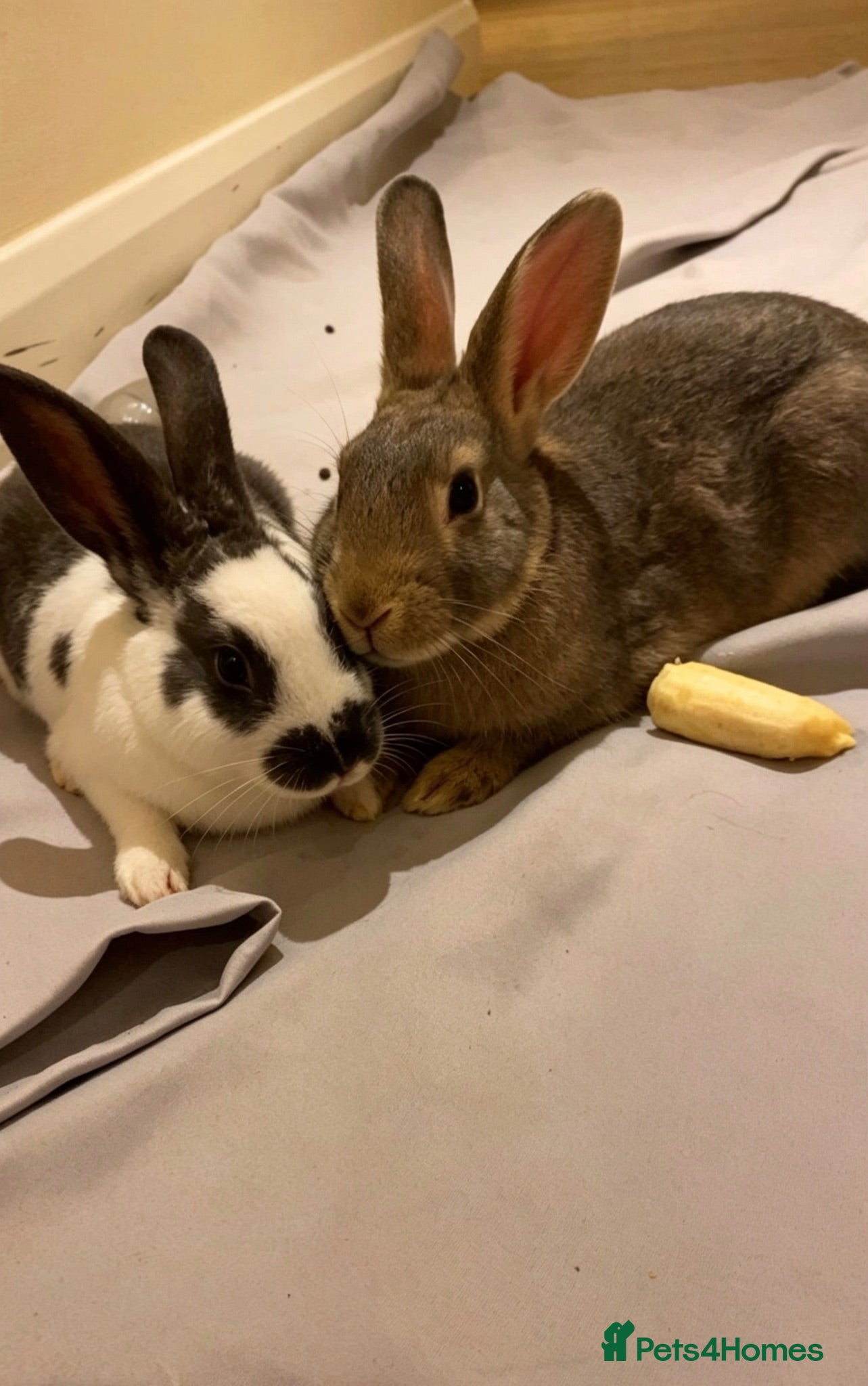 Mixed Breed rabbits Oreo and bunbun  - Advert 1